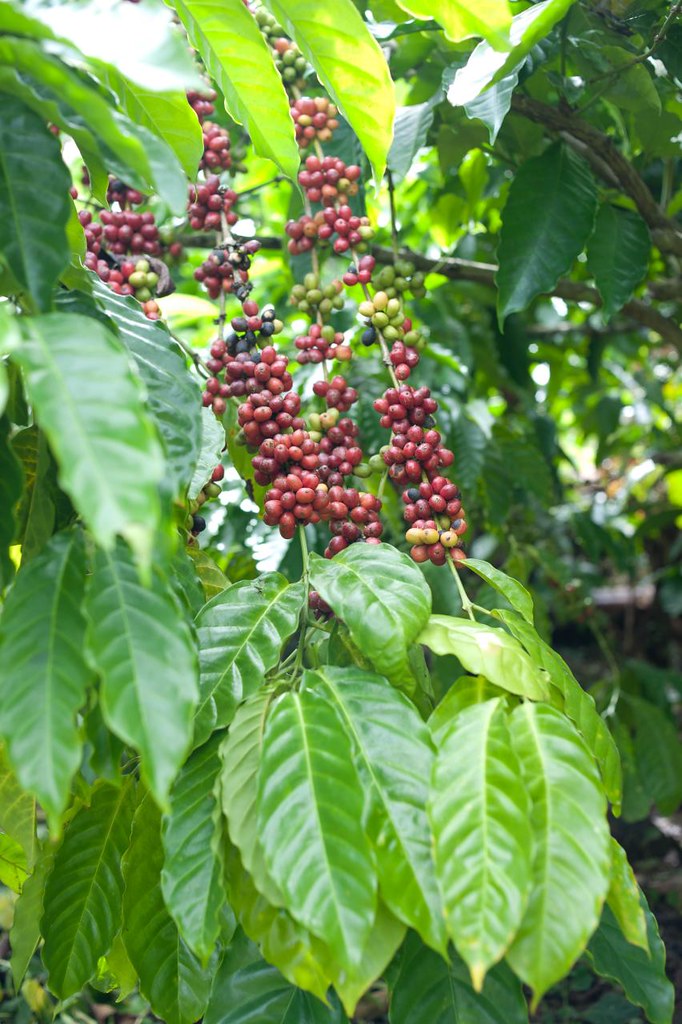 Ripe red robusta cherries clustered on the branch among green leaves