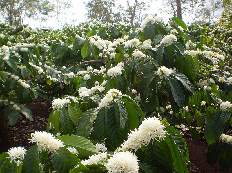 Rows of robusta coffee bushes in flower across the highlands